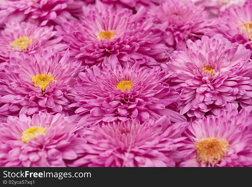 Background of the flowers of chrysanthemums. Background of the flowers of chrysanthemums