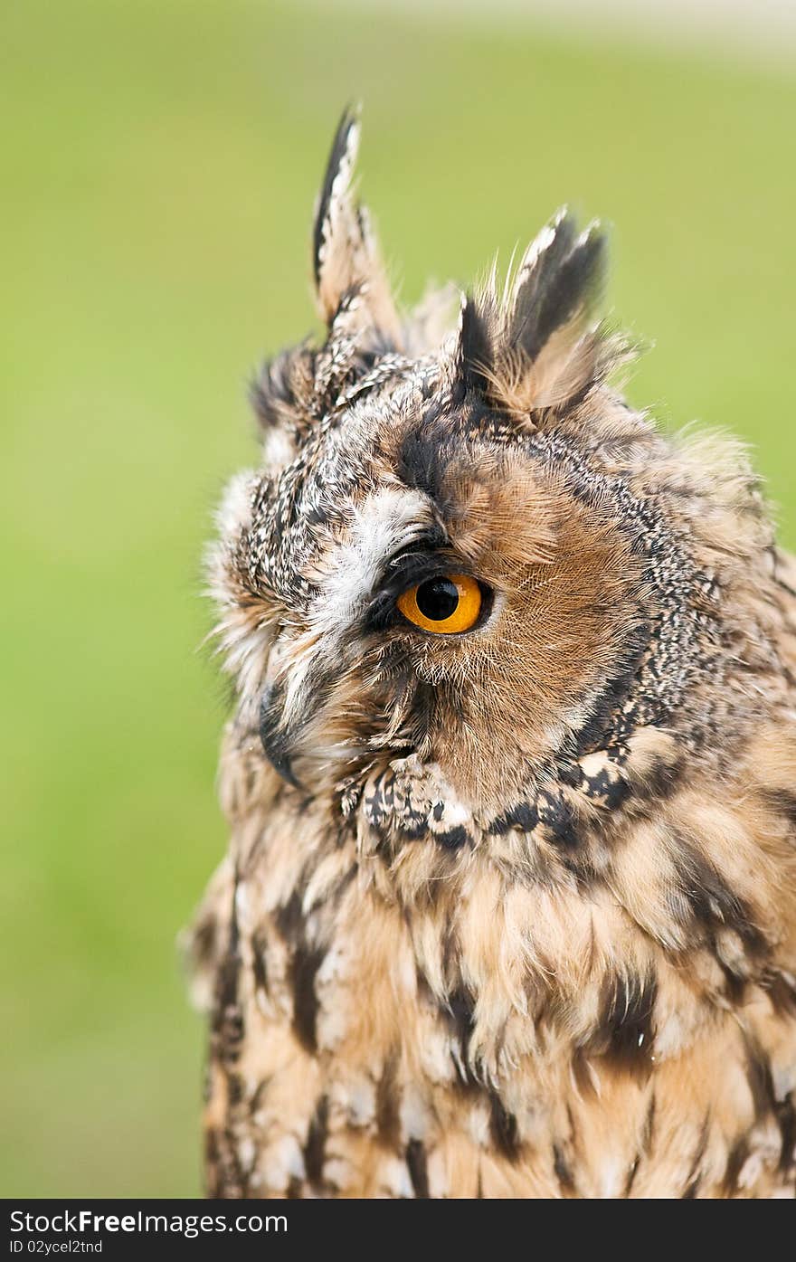 Owl