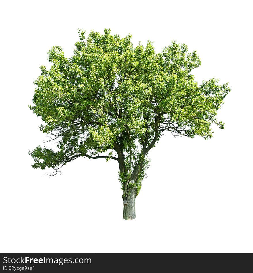 Green tree isolated on white