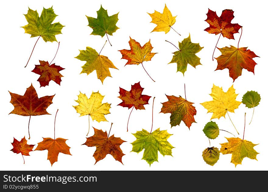 Maple leaves set isolated white