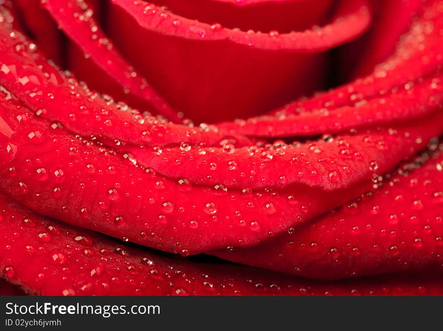 Beautiful red rose with water drops