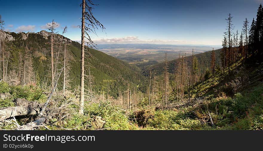 Summer day mountain panorama with forests. Forest is harmed by (Ips typographus).