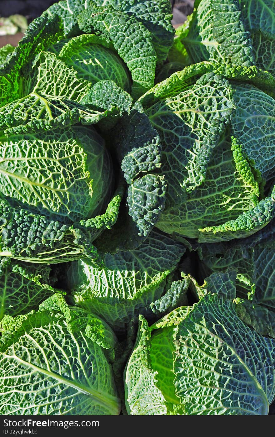 Green fresh cabbage close up on a background photo.