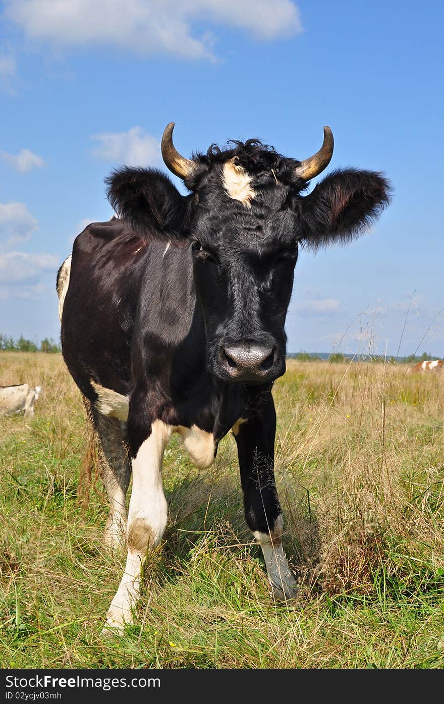 Cow on a summer pasture.