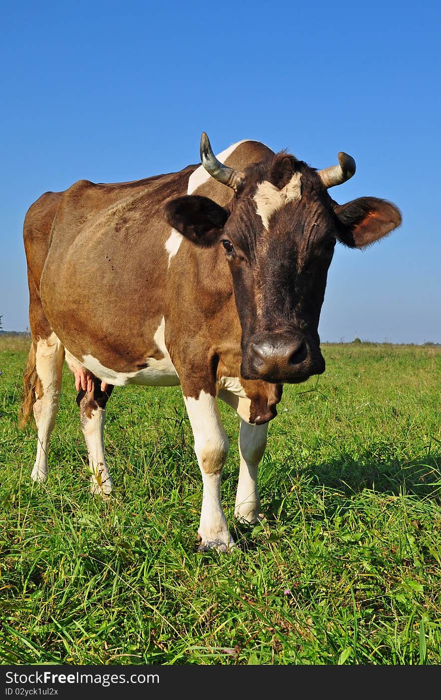 Cow on a summer pasture in a rural landscape under clouds. Cow on a summer pasture in a rural landscape under clouds.