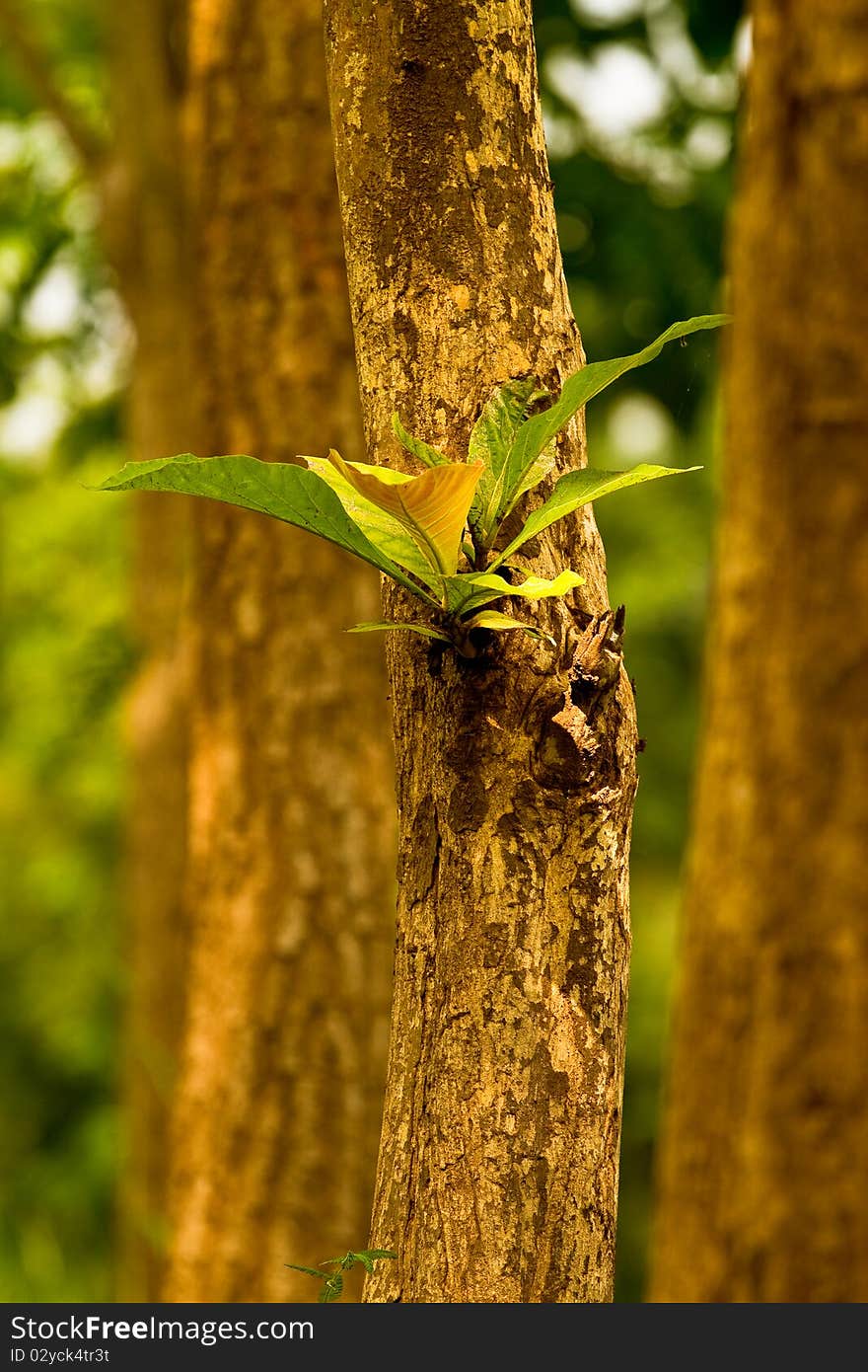 Medium trees bud field.