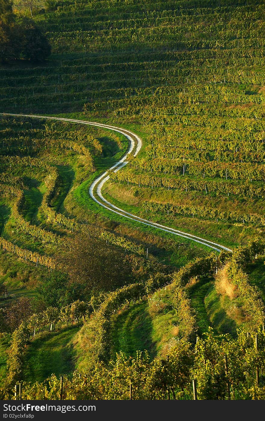 Curved path in autumn vineyard