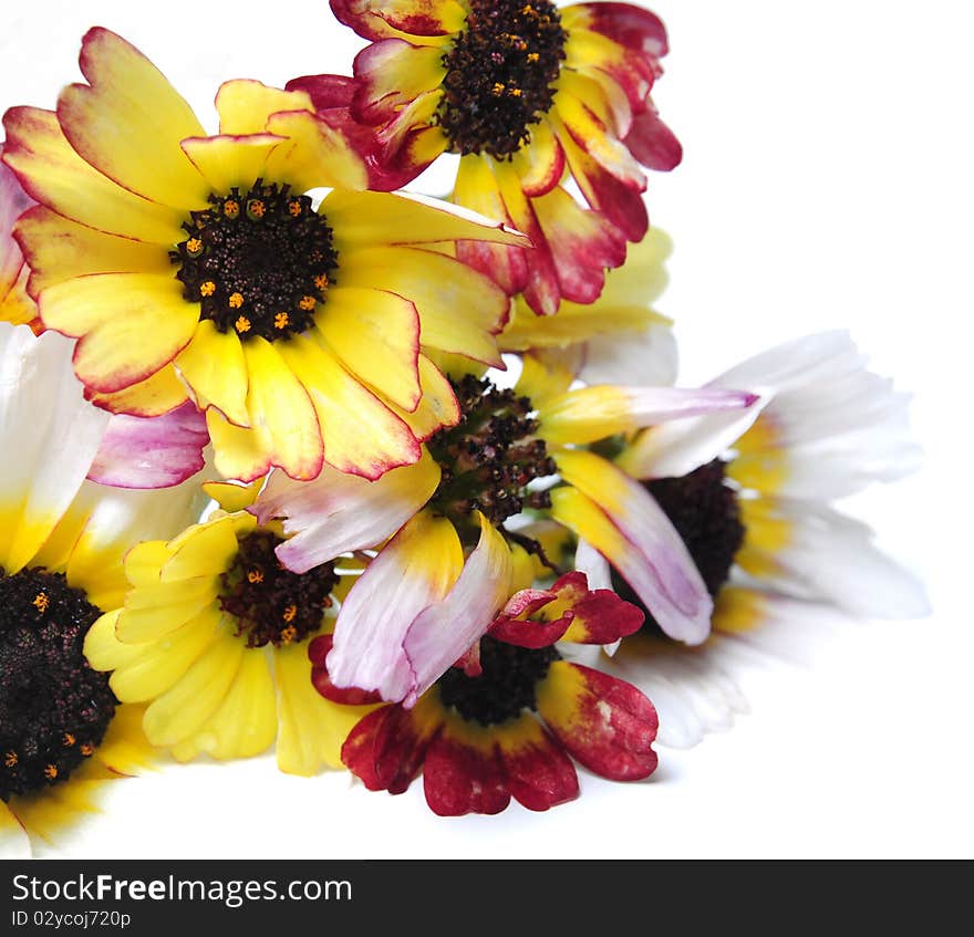 Bouquet of multicolored orchids on white background