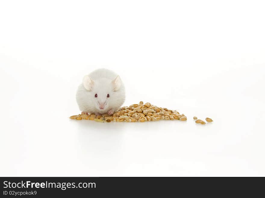 White mouse and corn, on white background. White mouse and corn, on white background.