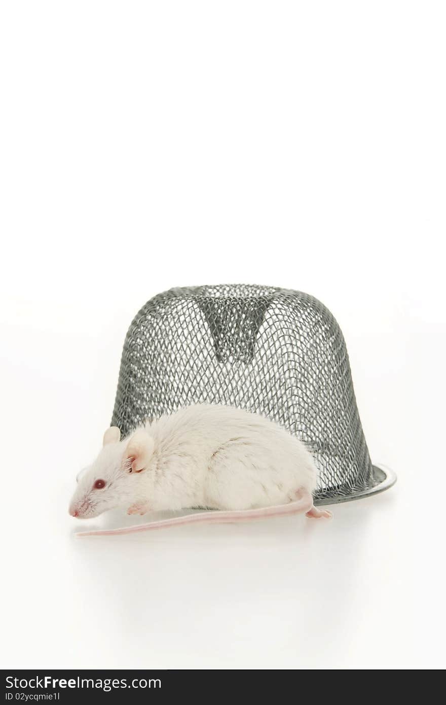 Mouse with food, on white background. Mouse with food, on white background.