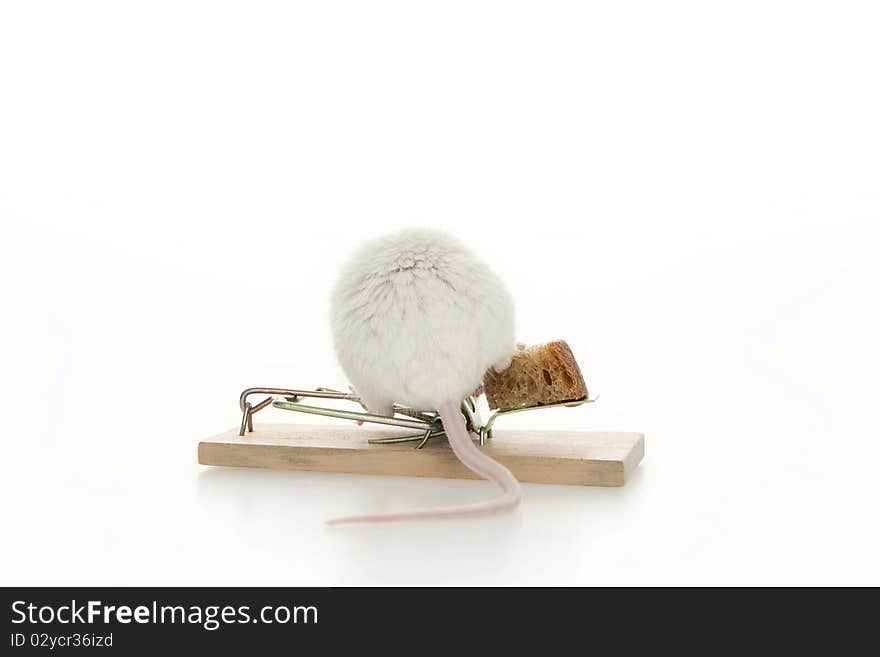 Mouse with food, on white background. Mouse with food, on white background.