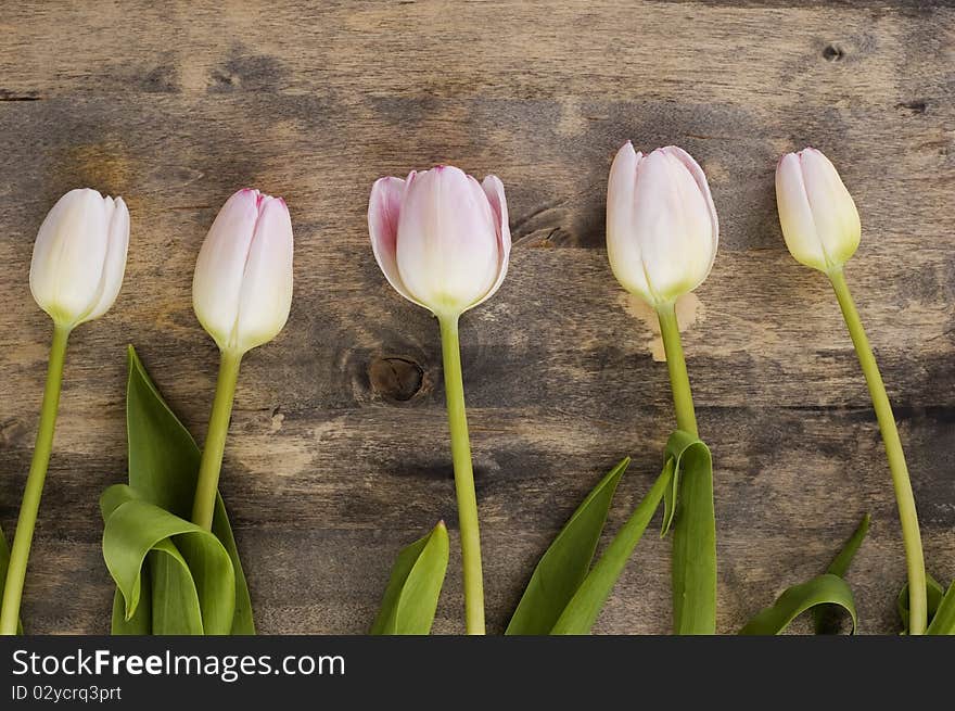 Pink flowers on wooden background. Pink flowers on wooden background