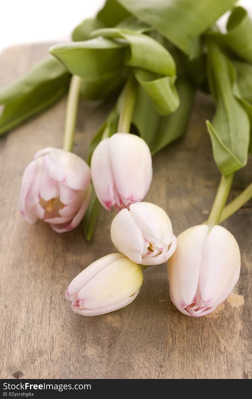 Pink flowers on wooden background. Pink flowers on wooden background