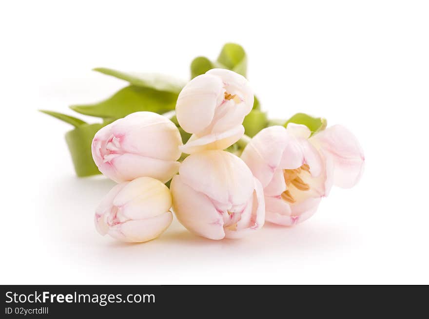 Pink flowers on wooden background. Pink flowers on wooden background