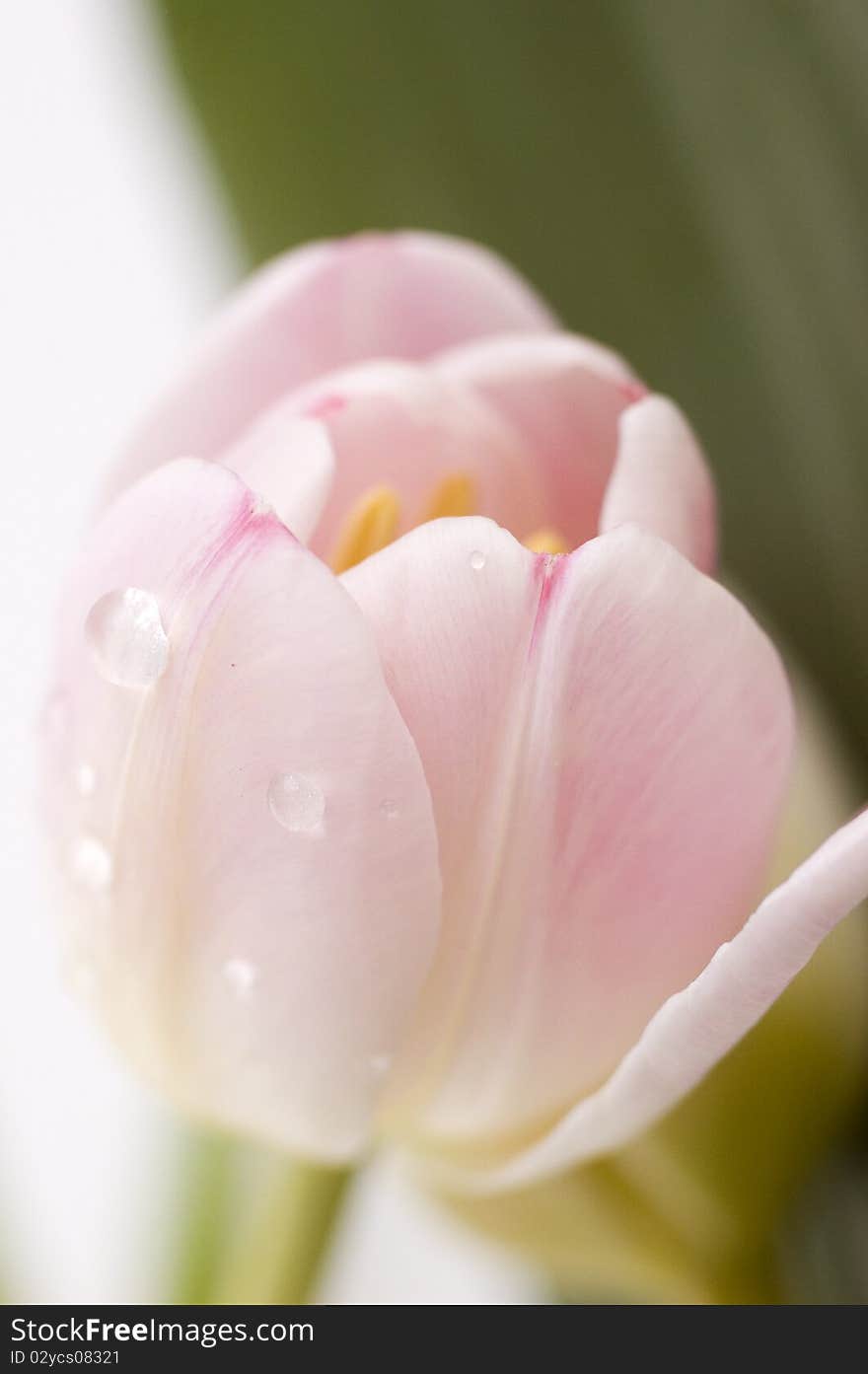 Pink tulip