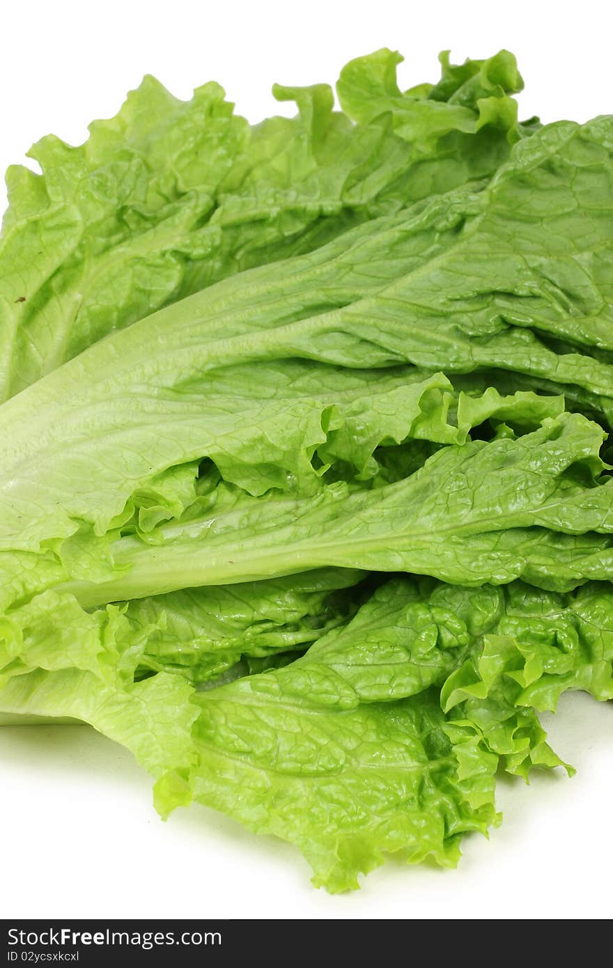 Fresh lettuce