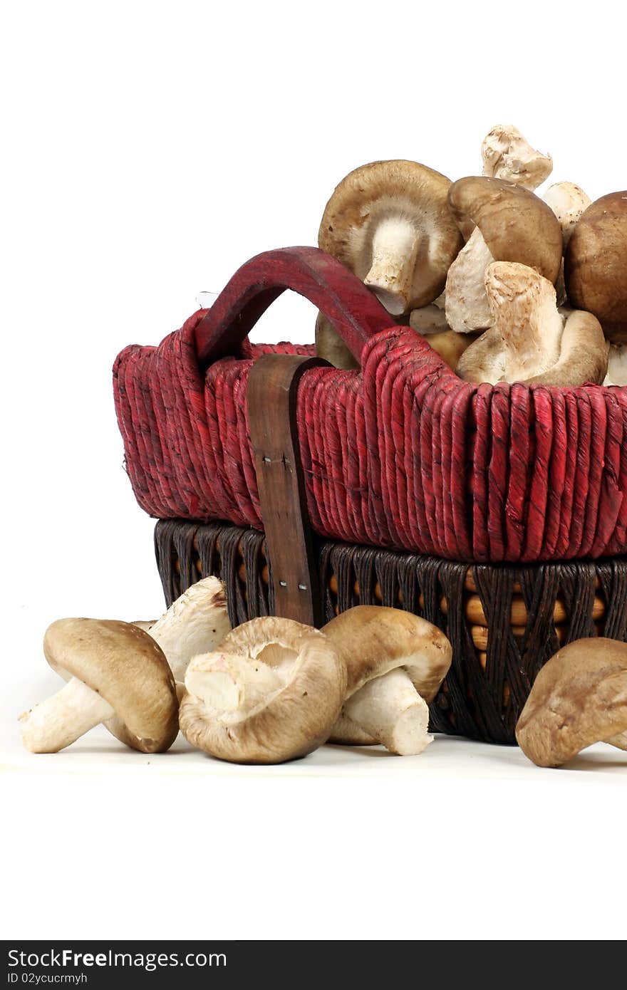 Mushrooms isolated on white background