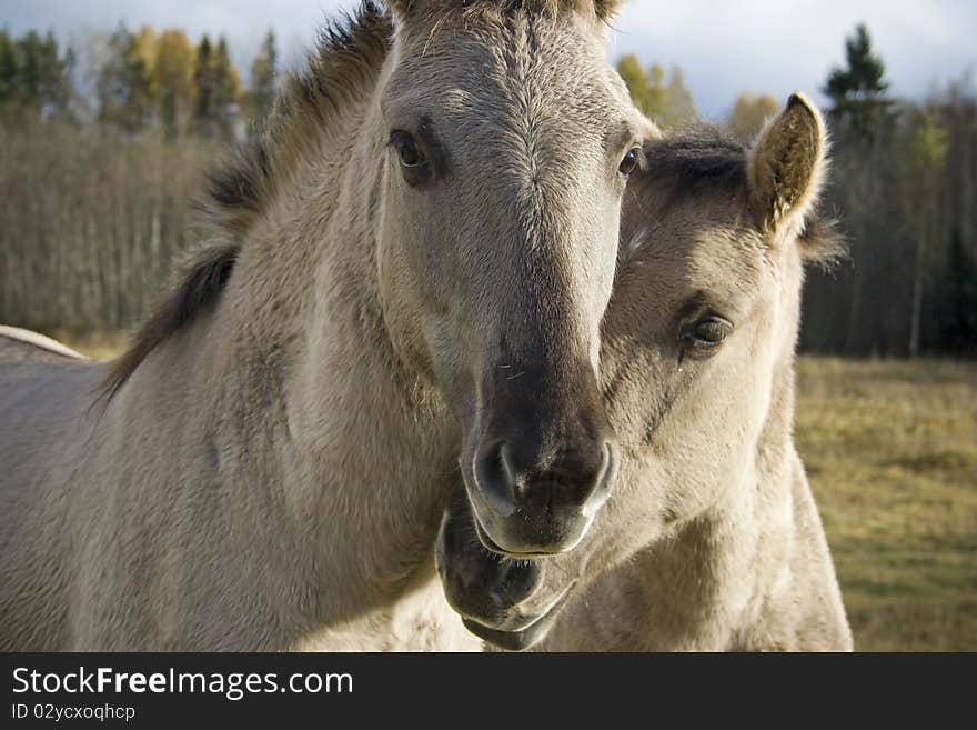 Wild horses in biological farmland. Outdoor shot. Wild horses in biological farmland. Outdoor shot.