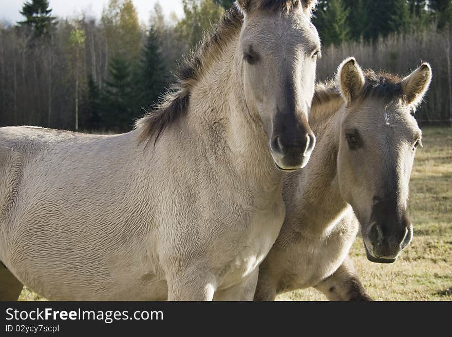 Wild horses in biological farmland. Outdoor shot. Wild horses in biological farmland. Outdoor shot.