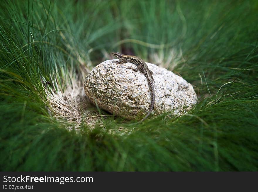 Small Lizard/Gecko waiting on a small stone in some kind of grass bush