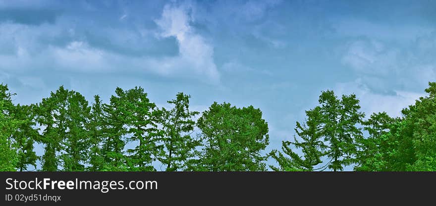 Row of various trees, blue sky