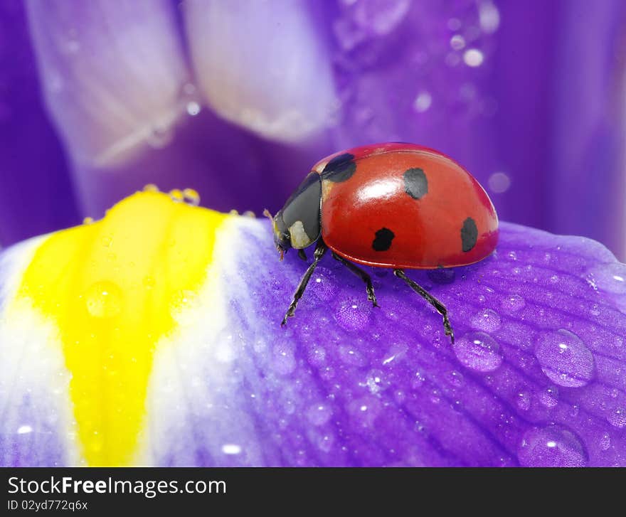 The ladybug sits on a flower petal