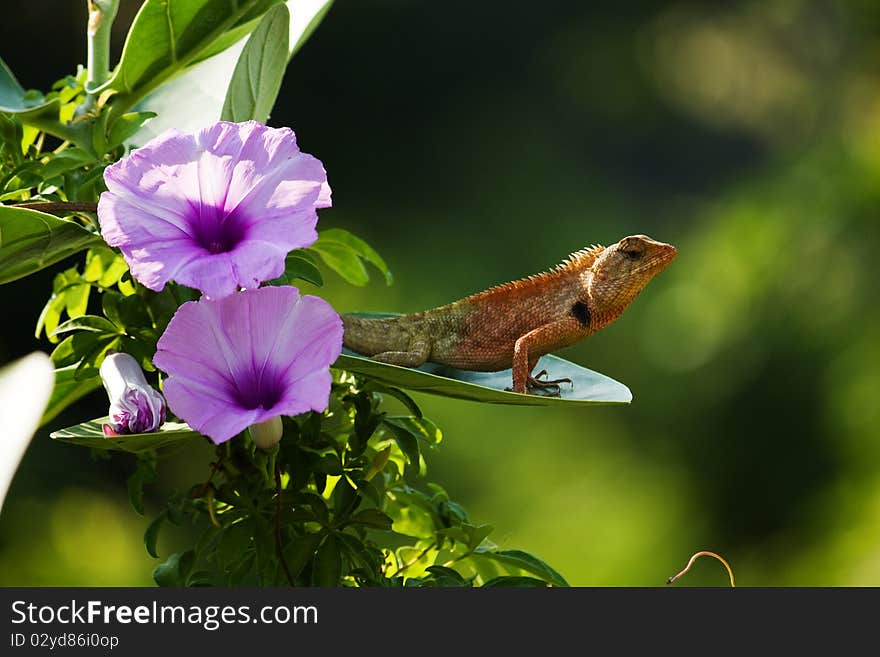 Wild lizard on green leaf. Wild lizard on green leaf