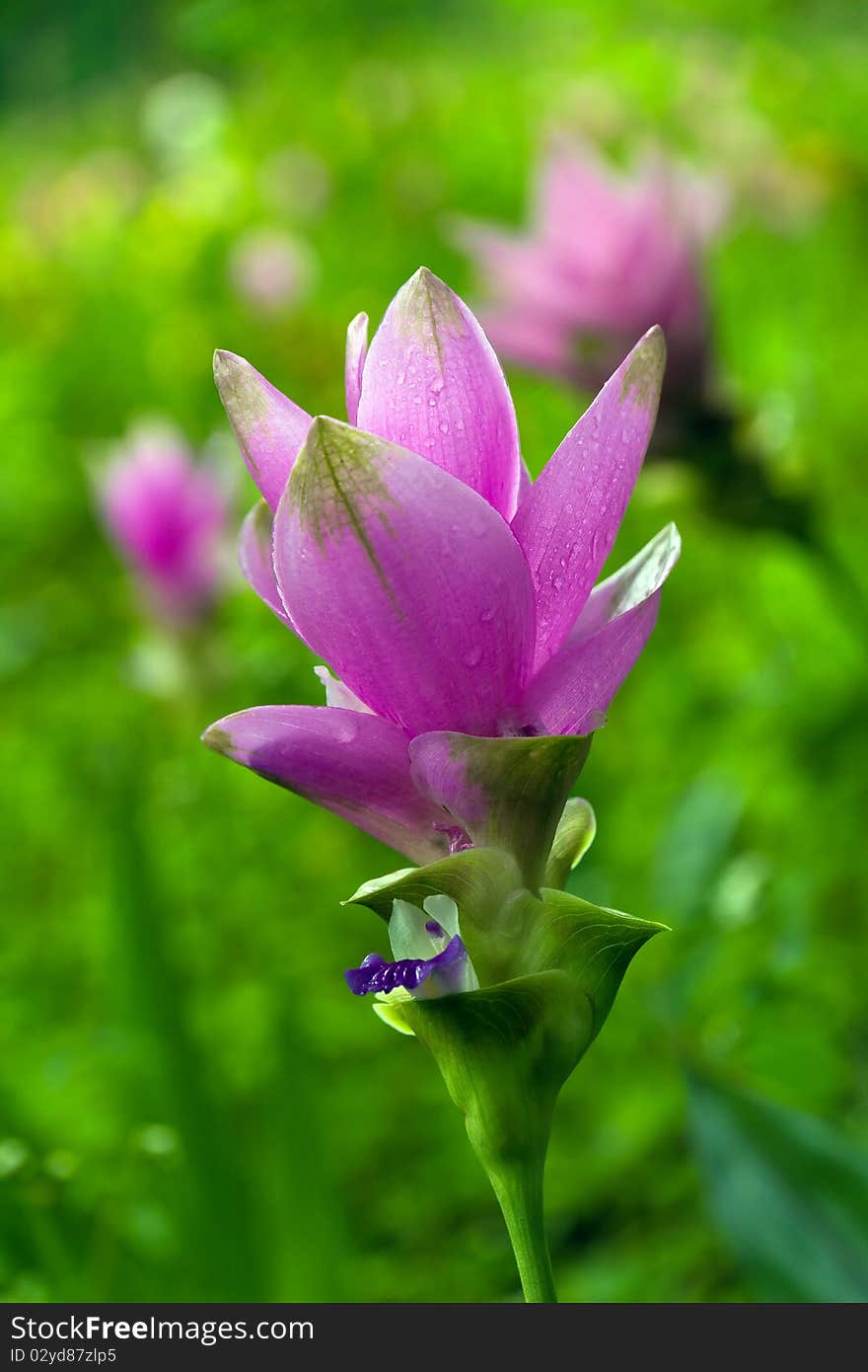 Beautiful tropical flower, Buasawan 2