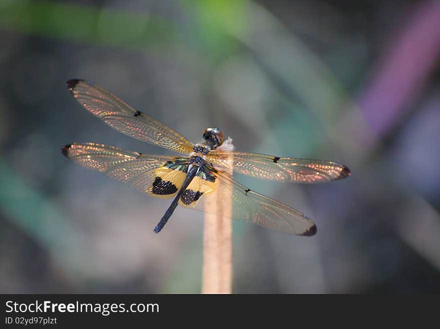 Close up to a dragonfly on top