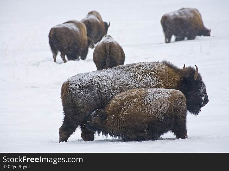 Bison nursing