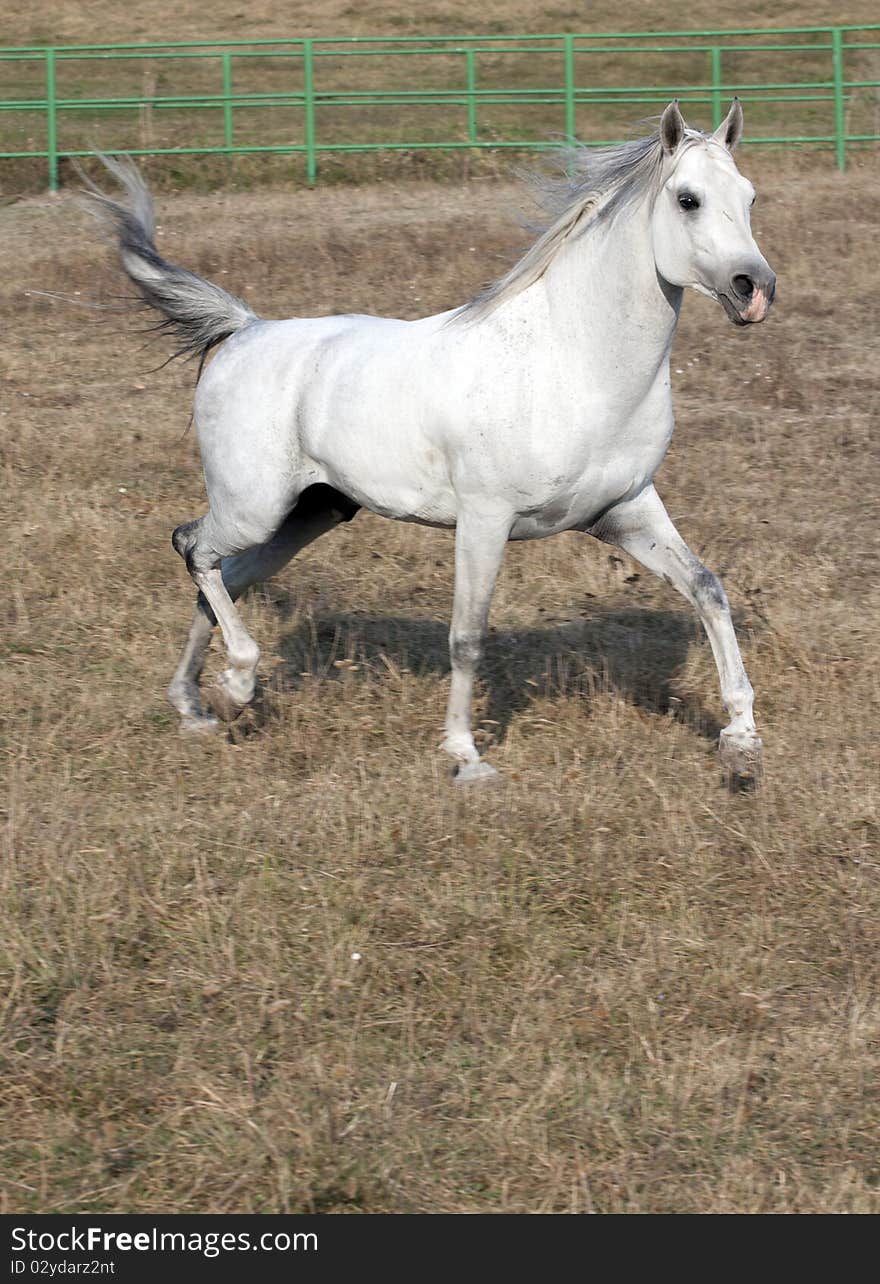 White riding horse out side