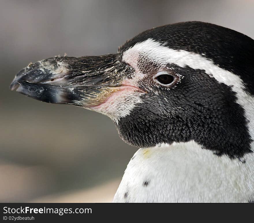 Closeup portrait of a penguin