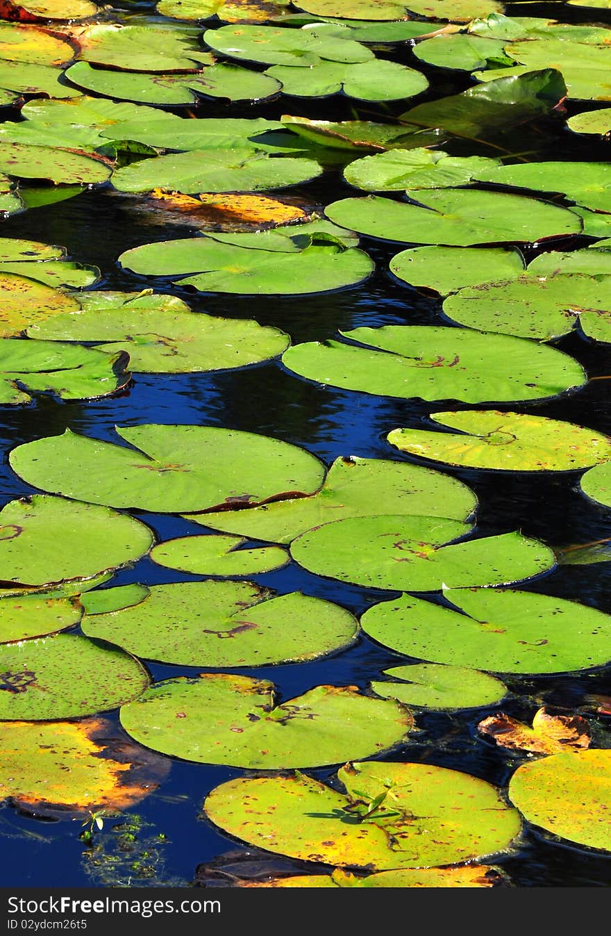 Green Lotus leafs of all sizes in a pond, vertical view. Green Lotus leafs of all sizes in a pond, vertical view.