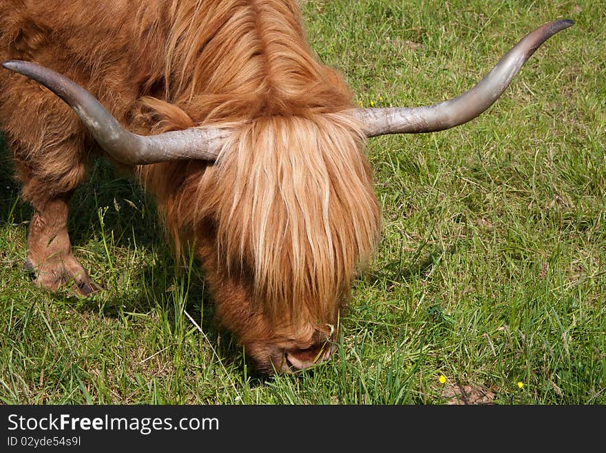 Highlandcattle