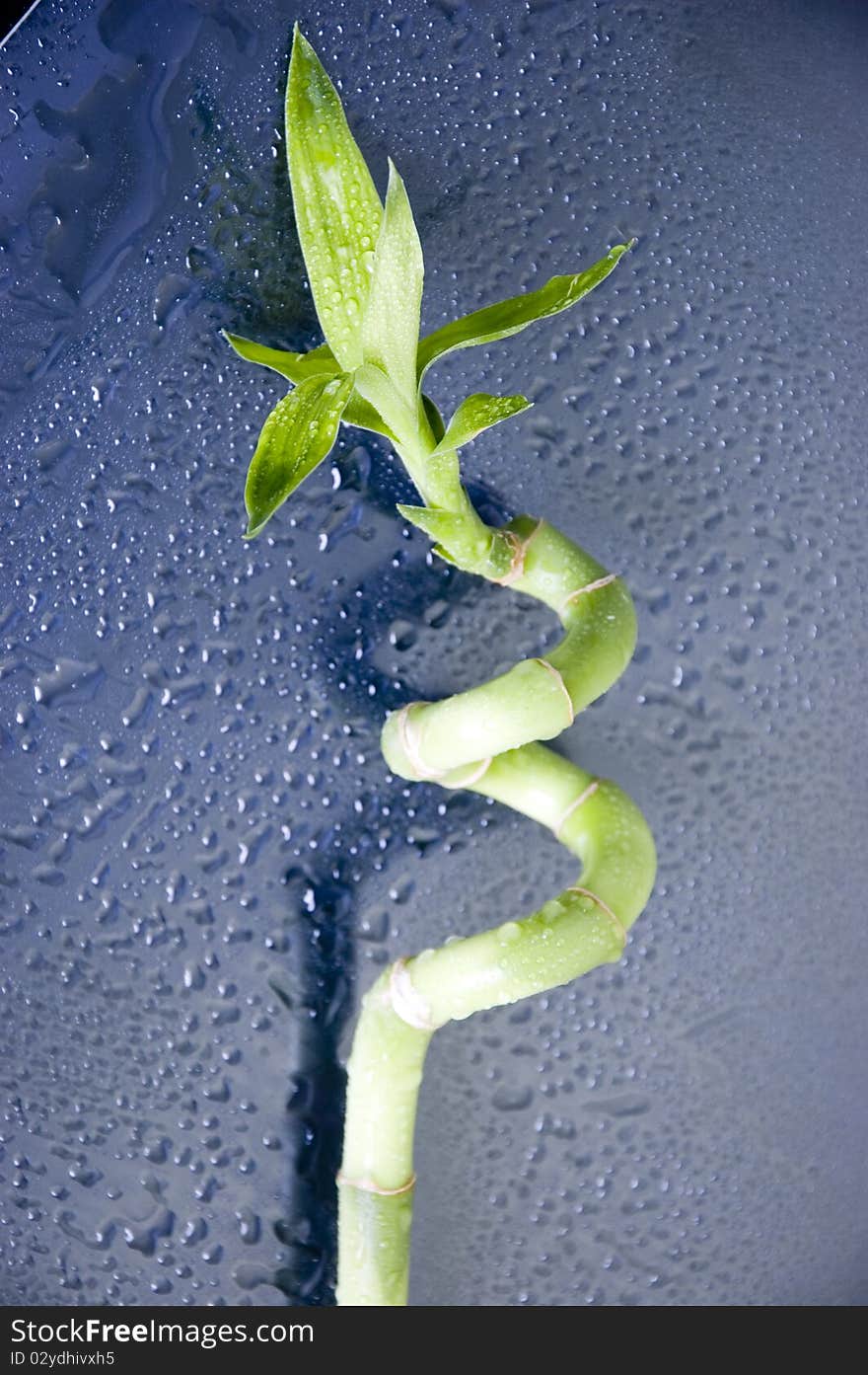 Lucky bamboo on blue table with drops