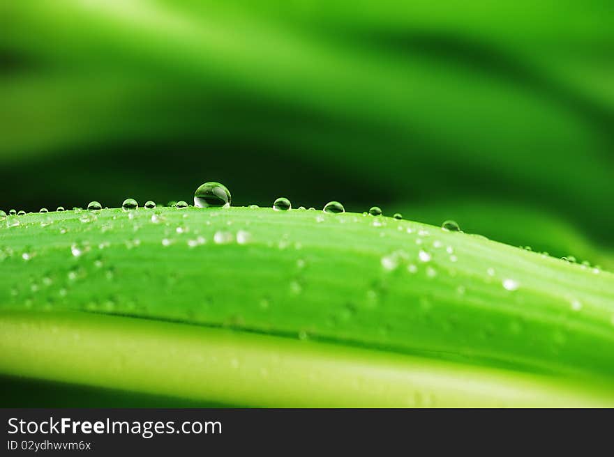 Stalks With Leaves