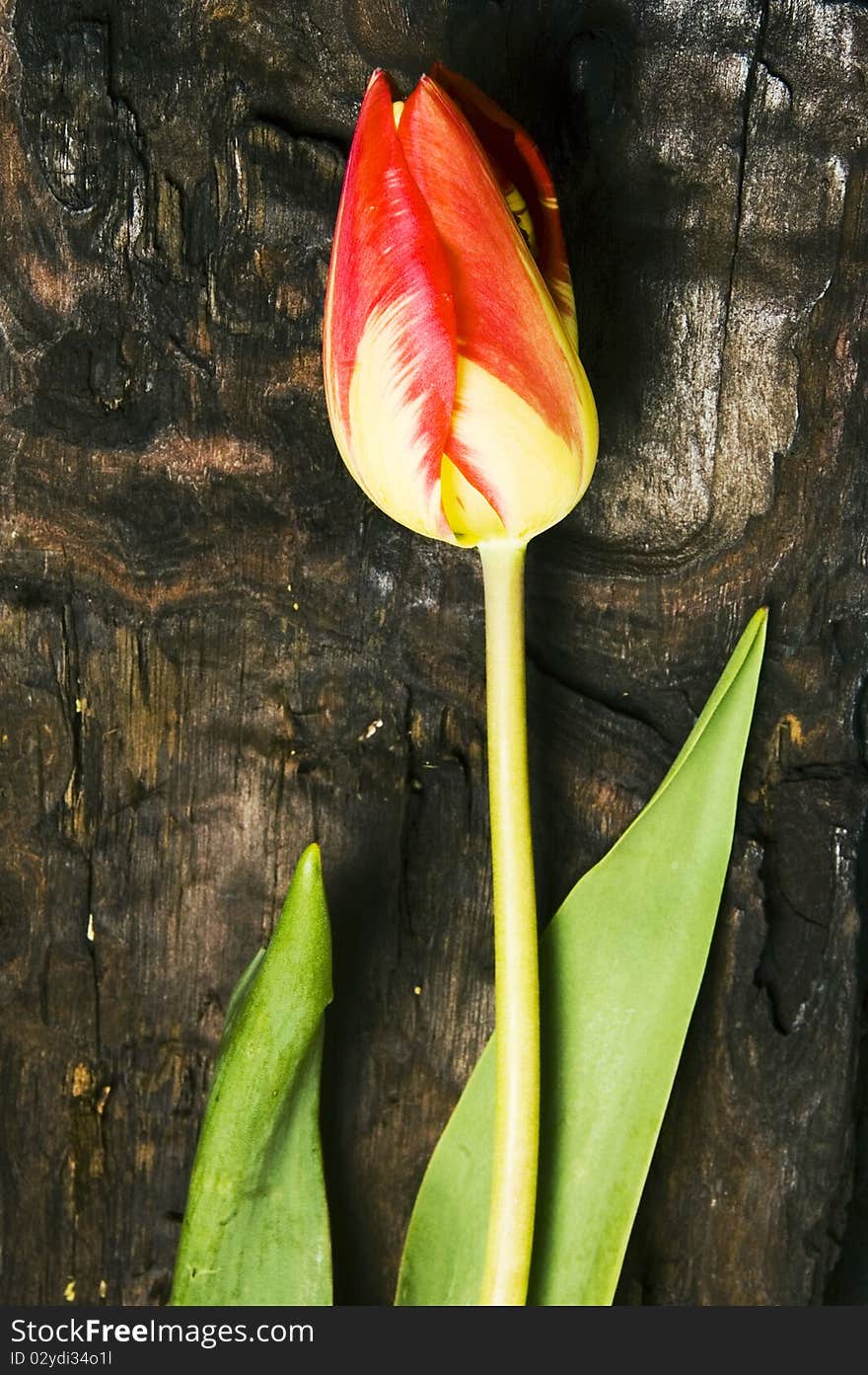 Red tulip on a wood table