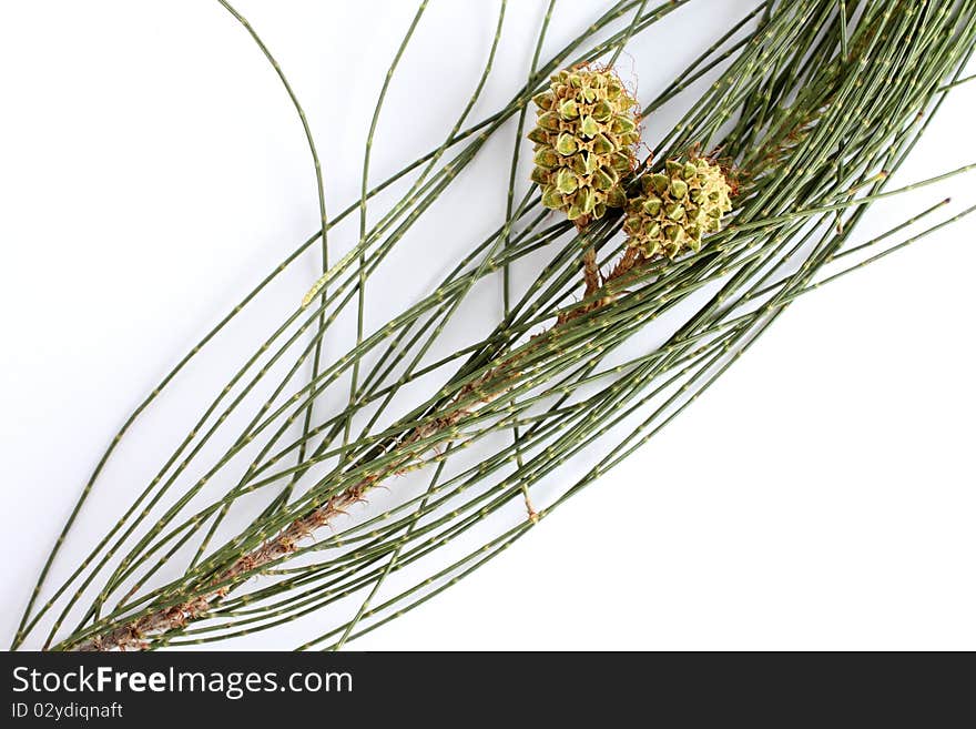 Pine seeds and leaf on white paper. Pine seeds and leaf on white paper.