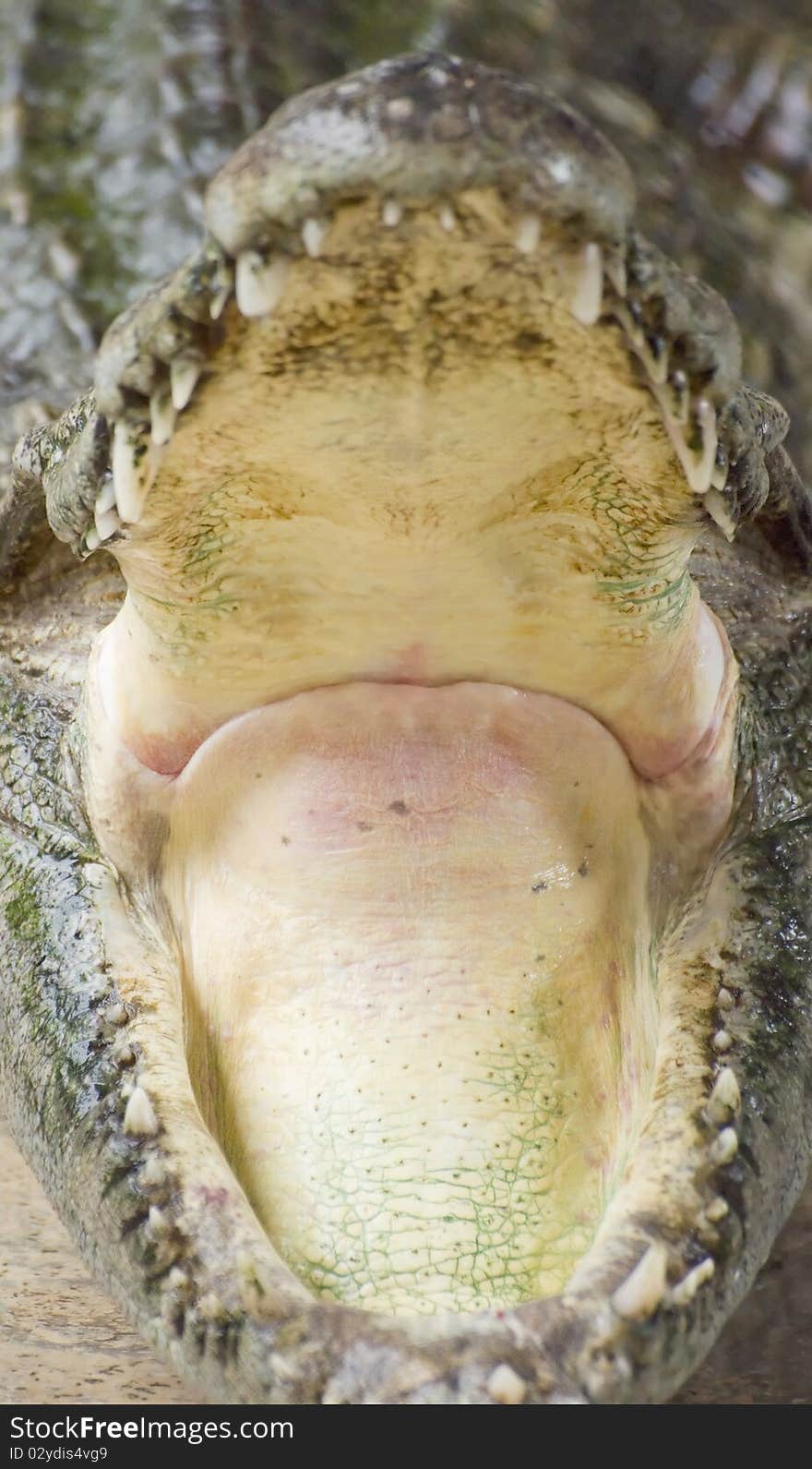 Close-up on Crocodile jaw while it open