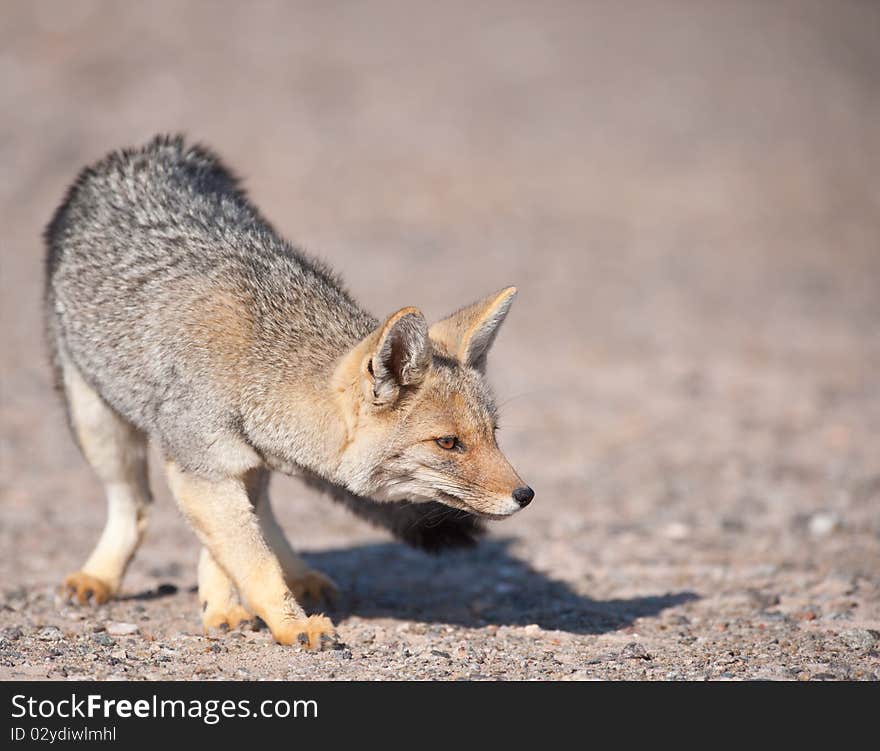 Patagonian  Grey Fox (Dusicyon culpaeus).