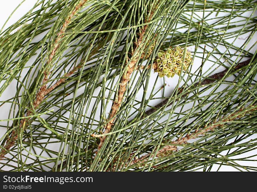 Pine seeds and leaf.