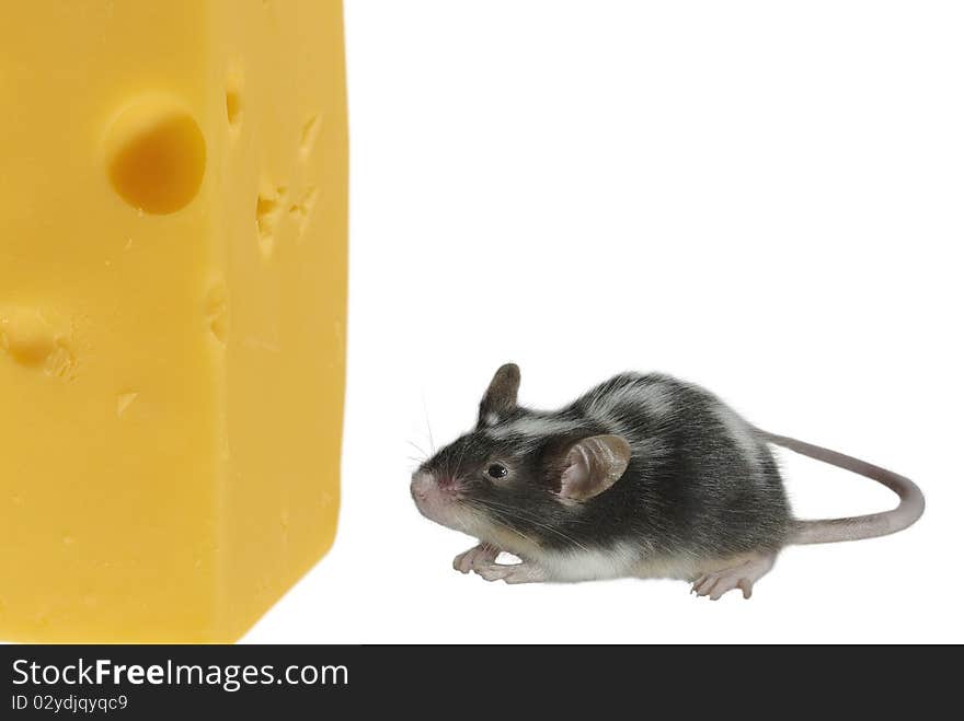 Mouse and cheese