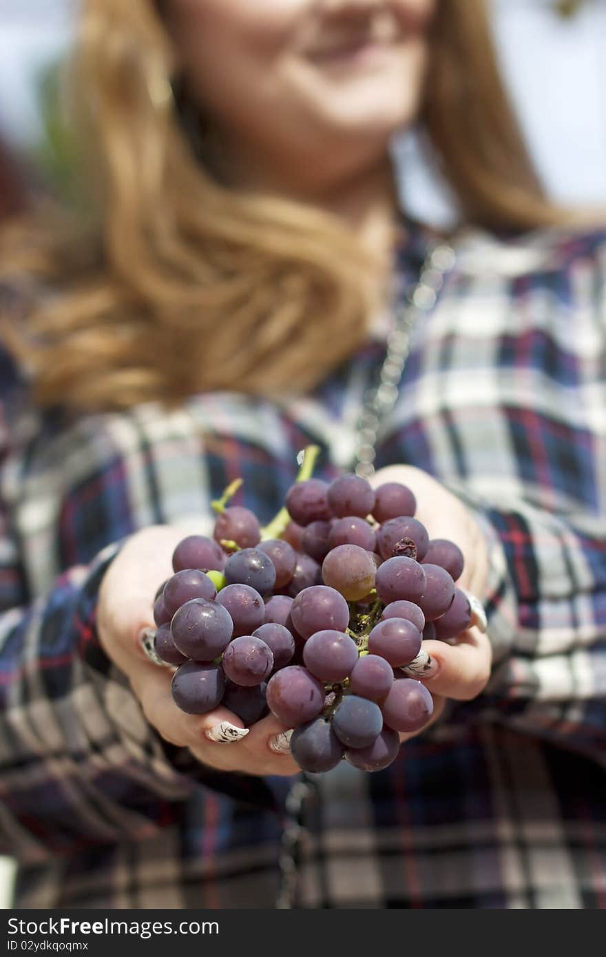 Female hand picking moscato grapes within romanian vineyard. Female hand picking moscato grapes within romanian vineyard