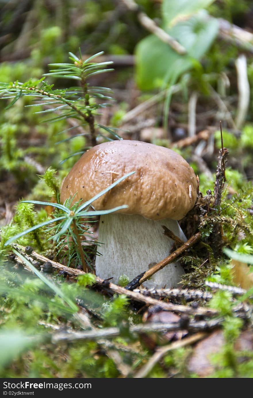 Boletus Mushroom, Dolomites