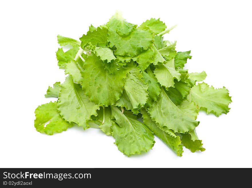 Fresh lettuce on white background