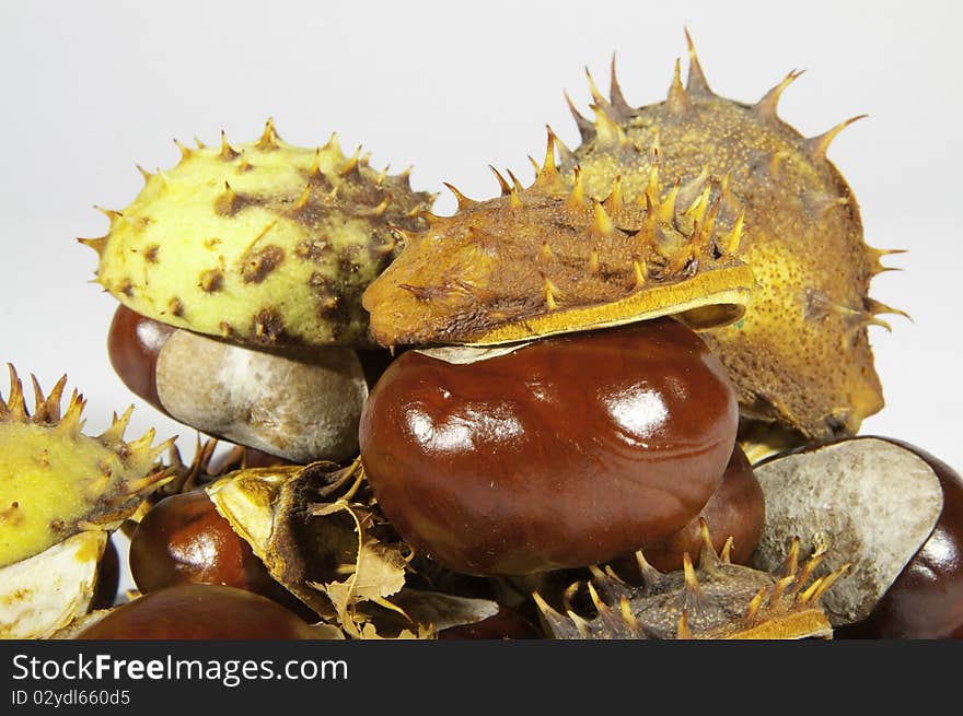 This image shows  chestnuts, with its pods. This image shows  chestnuts, with its pods