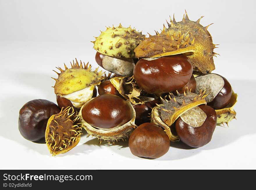 This image shows chestnuts, with its pods, on white background. This image shows chestnuts, with its pods, on white background