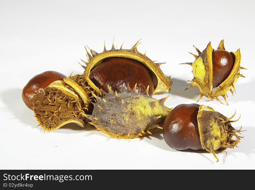 This image shows  chestnuts, with its pods. This image shows  chestnuts, with its pods