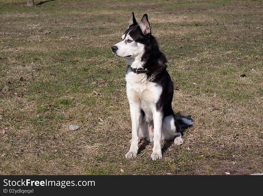 Sitting Husky