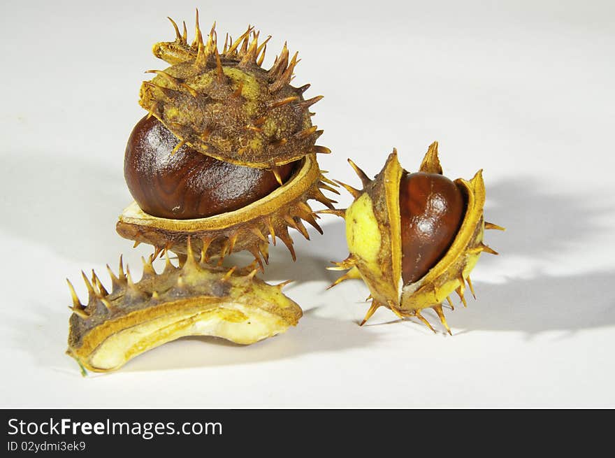 This image shows  chestnuts, with its pods, on white background. This image shows  chestnuts, with its pods, on white background